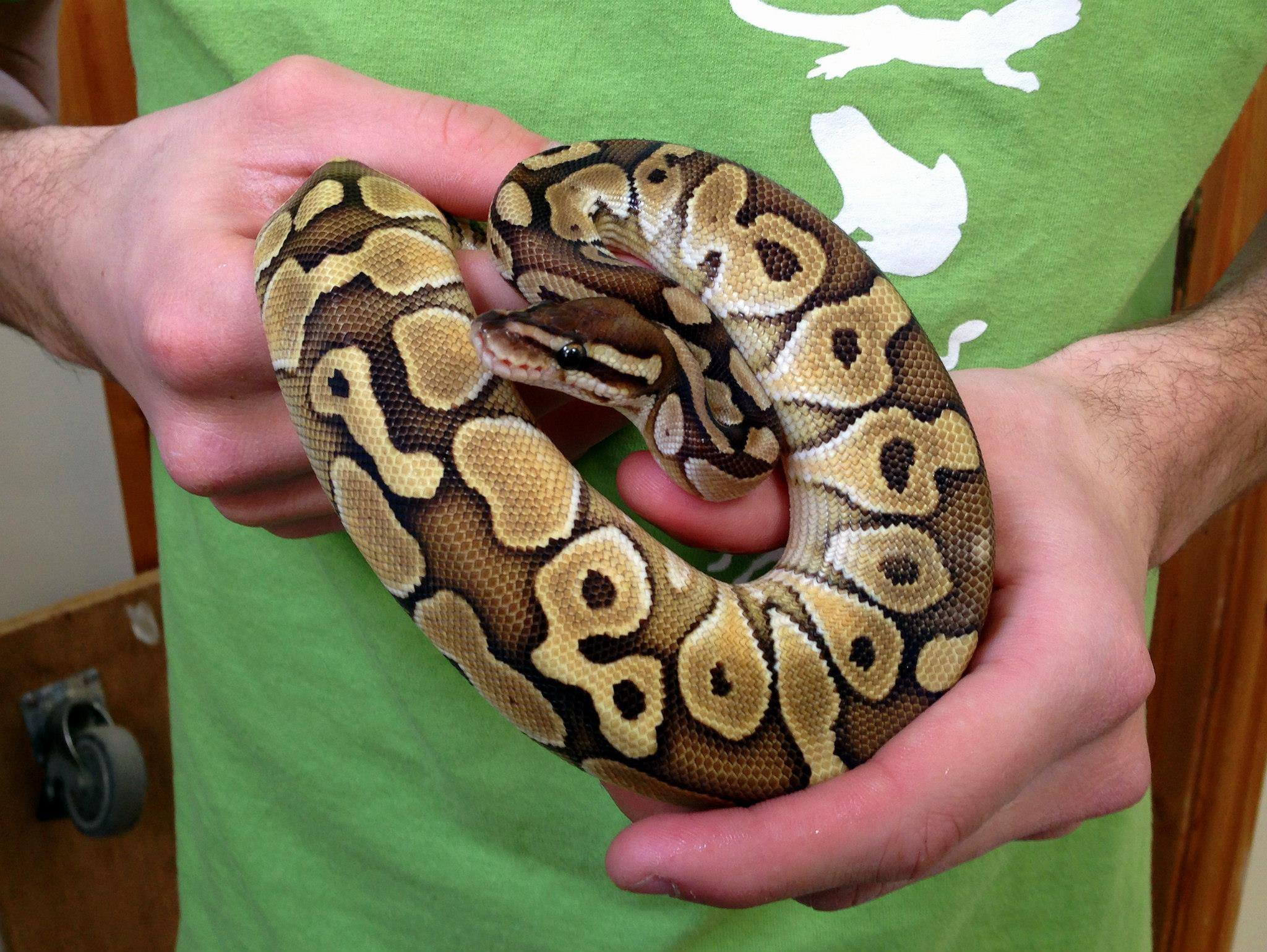 Royal Pythons (Python regius)