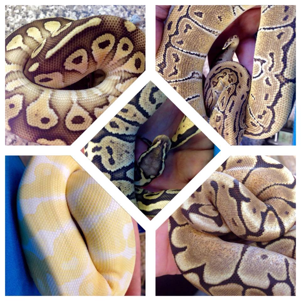 Royal Pythons (Python regius)