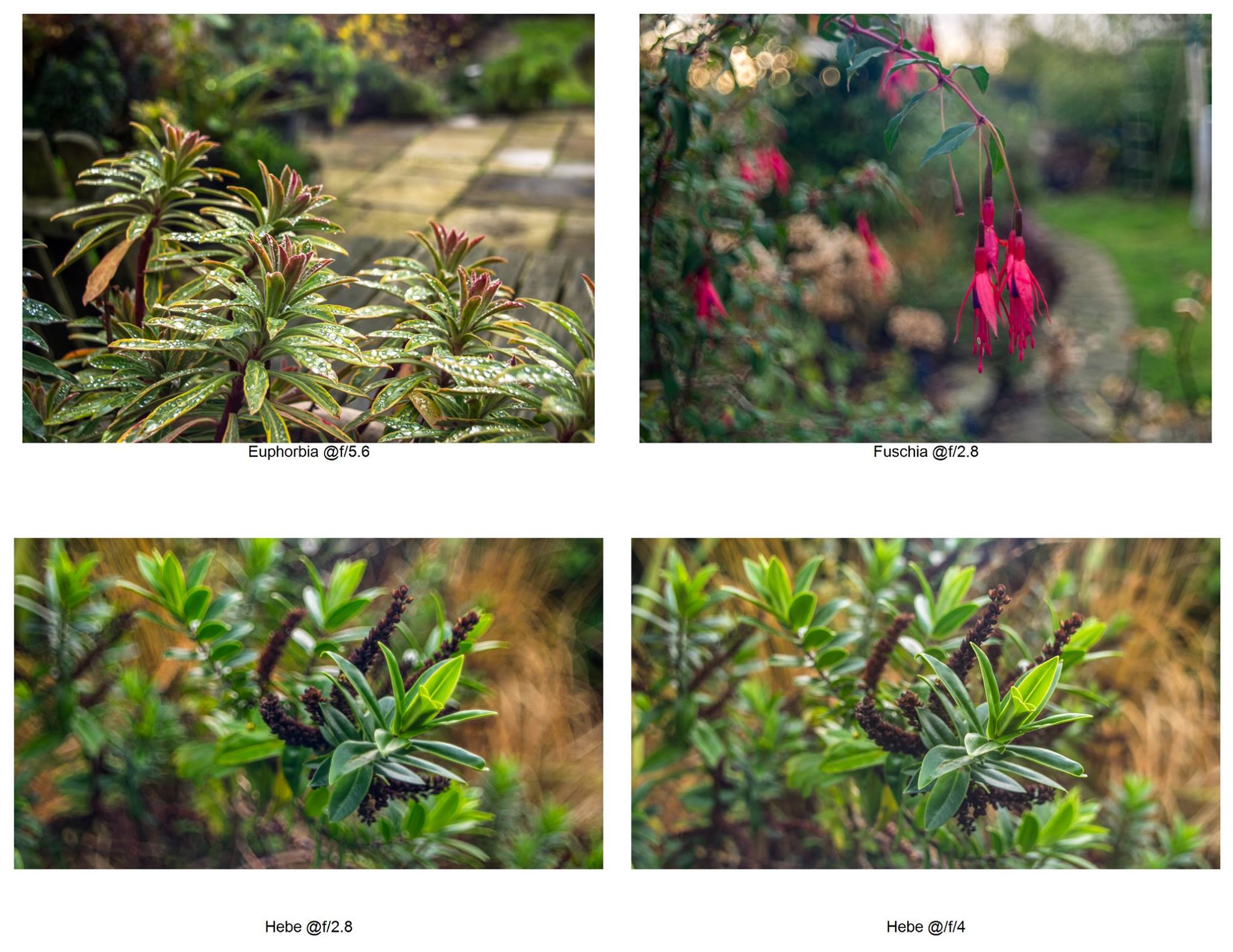 Pentacon 24mm f/2.8 test shots. I picked it up in a charity shop