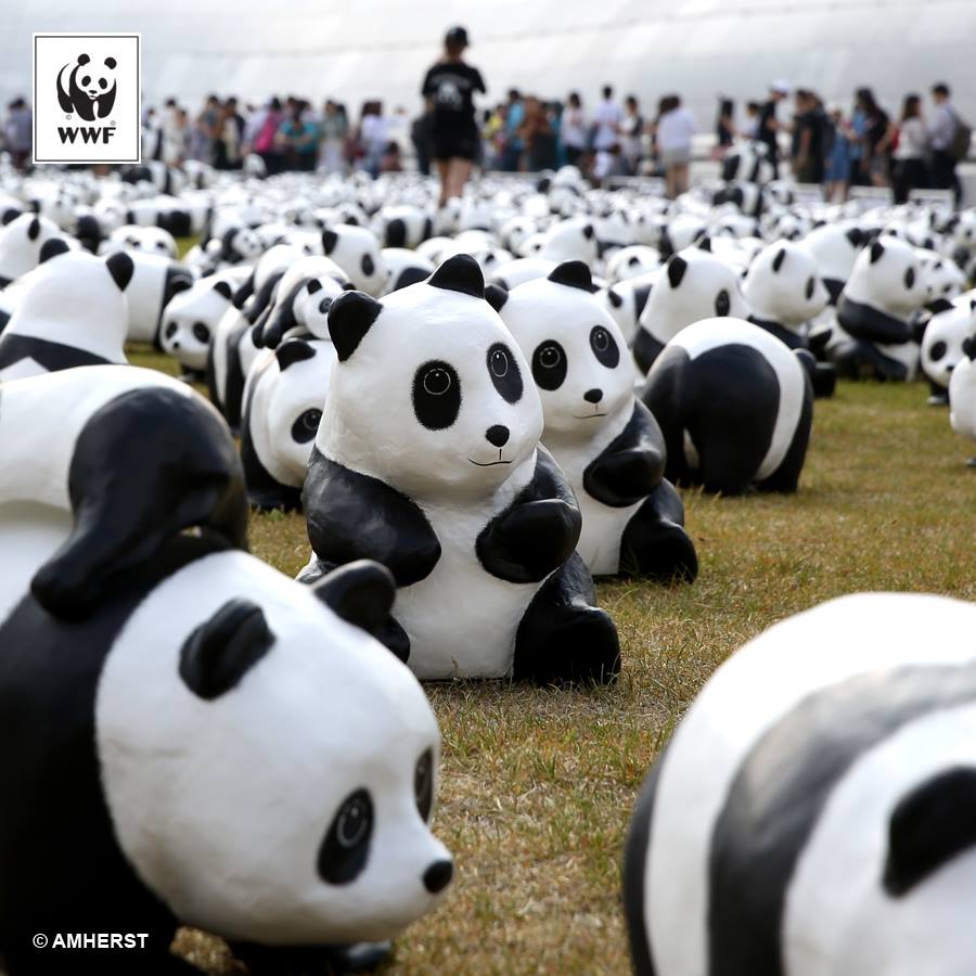 1600+ pandas are travelling the world, and today they're in Korea