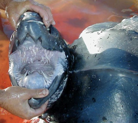SEE Turtles - Sea turtle fact: Did you know that leatherback turtles ...