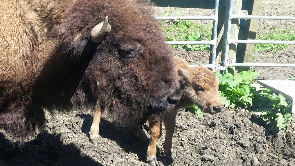 Trinity Bison Ranch - 2nd baby bison of the season! As part of our on ...