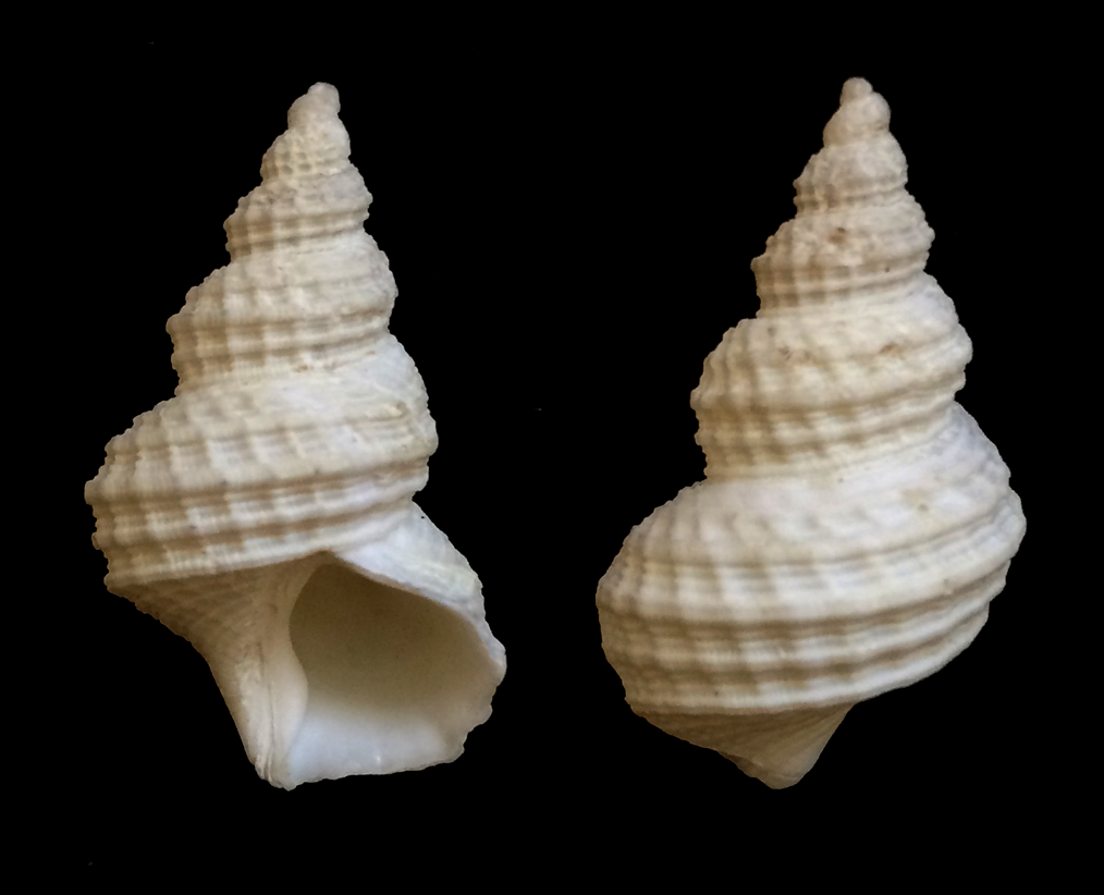 Deep Sea News - As far as the origins of deep-sea gastropods go, we’ve ...