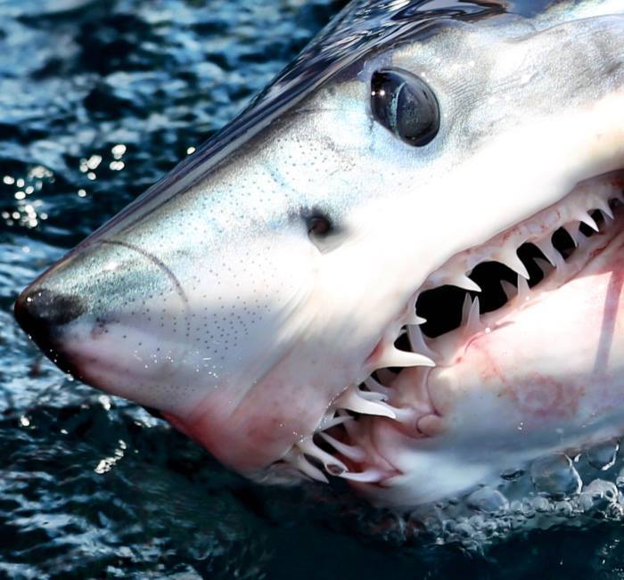 Guy Harvey - 1ST PLACE MAKO IN THE #GUYHARVEY GREAT SHARK RACE KILLED ...