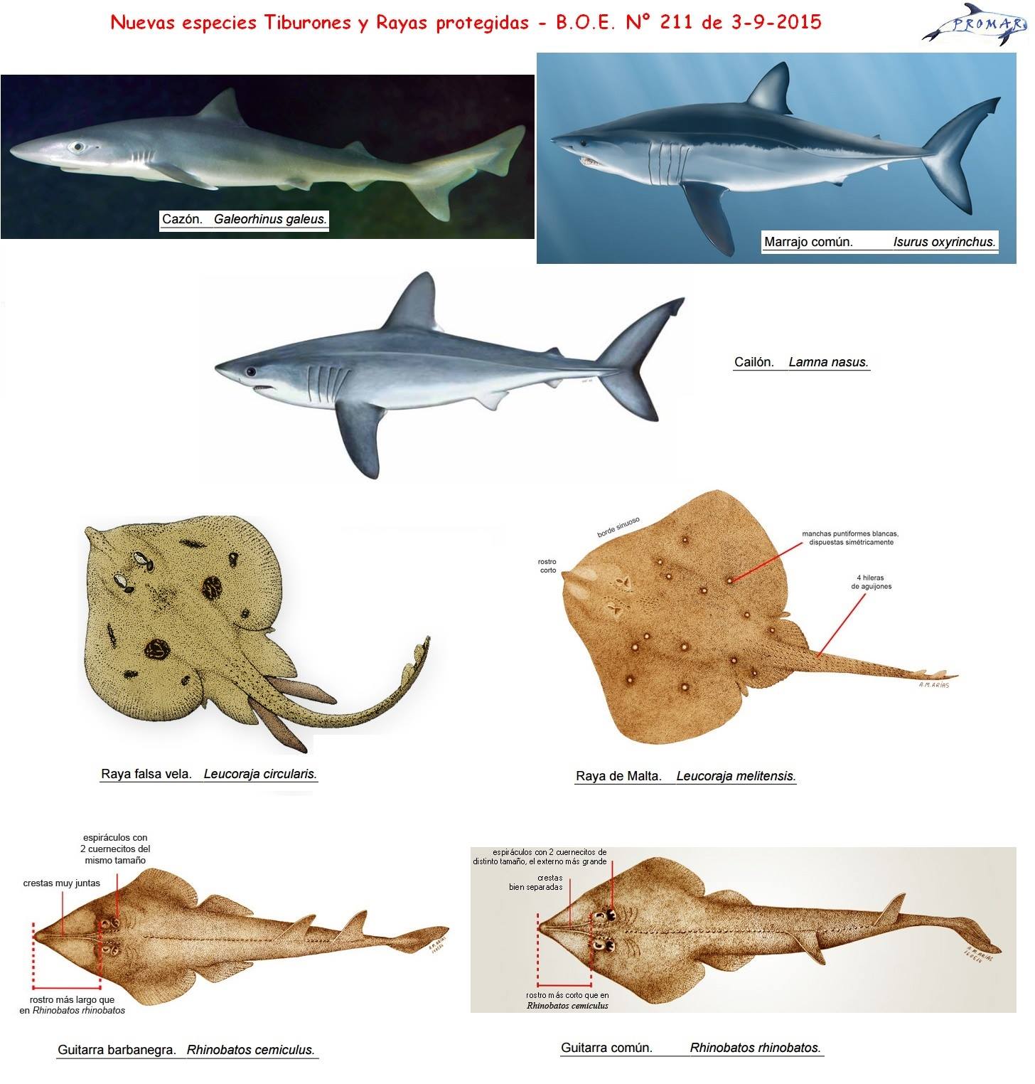 PROMAR - Nuevas especies de Tiburones y Rayas han sido Protegidas en ...