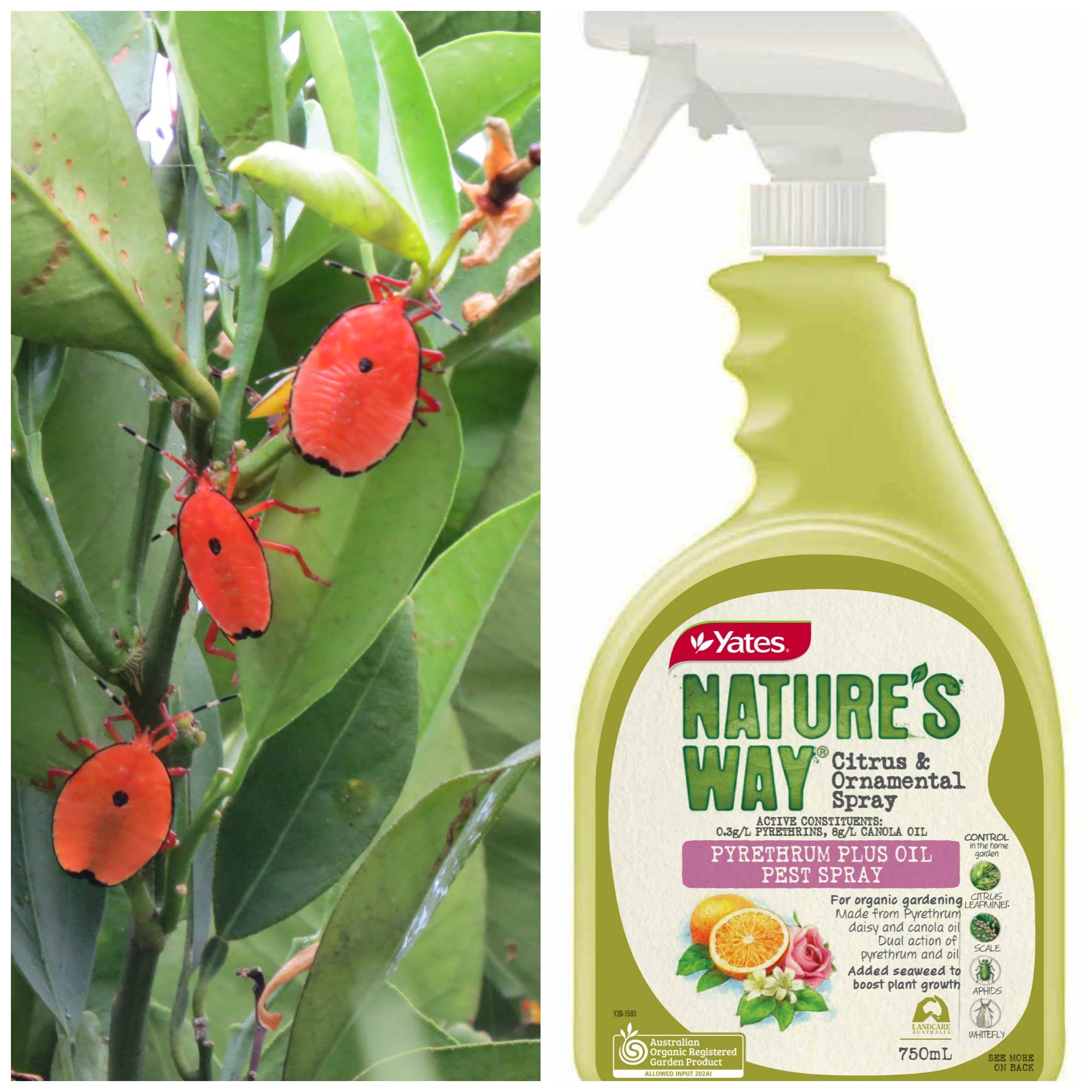 Yates - Have you noticed plagues of bronze orange bugs (often referred ...