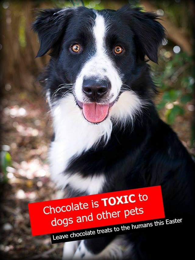 Picture of What Happens When Dogs Have Chocolate