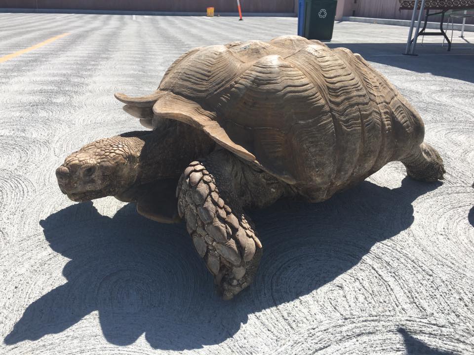 Happy Turtle Day! Today at VMware's... - The VMware Turtles