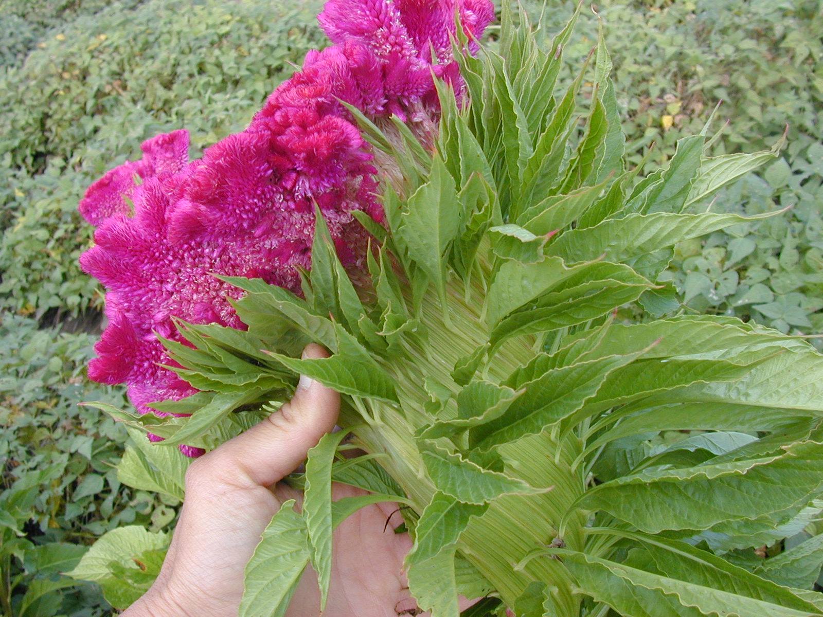This summer we are growing Mano de... - Native Seeds/SEARCH