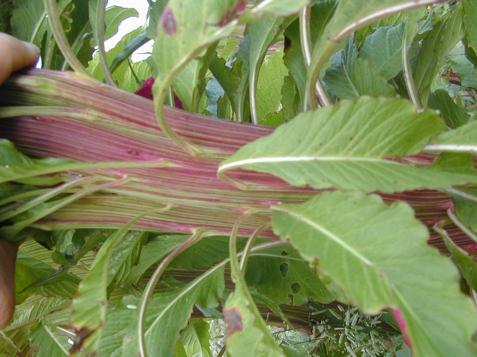 This summer we are growing Mano de... - Native Seeds/SEARCH
