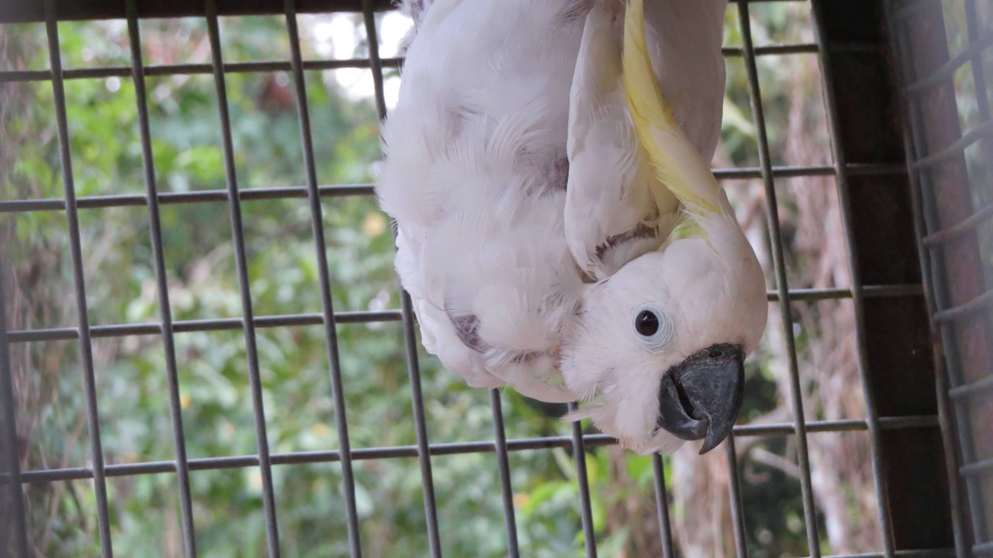 The Indonesian Parrot Project... - Indonesian Parrot Project