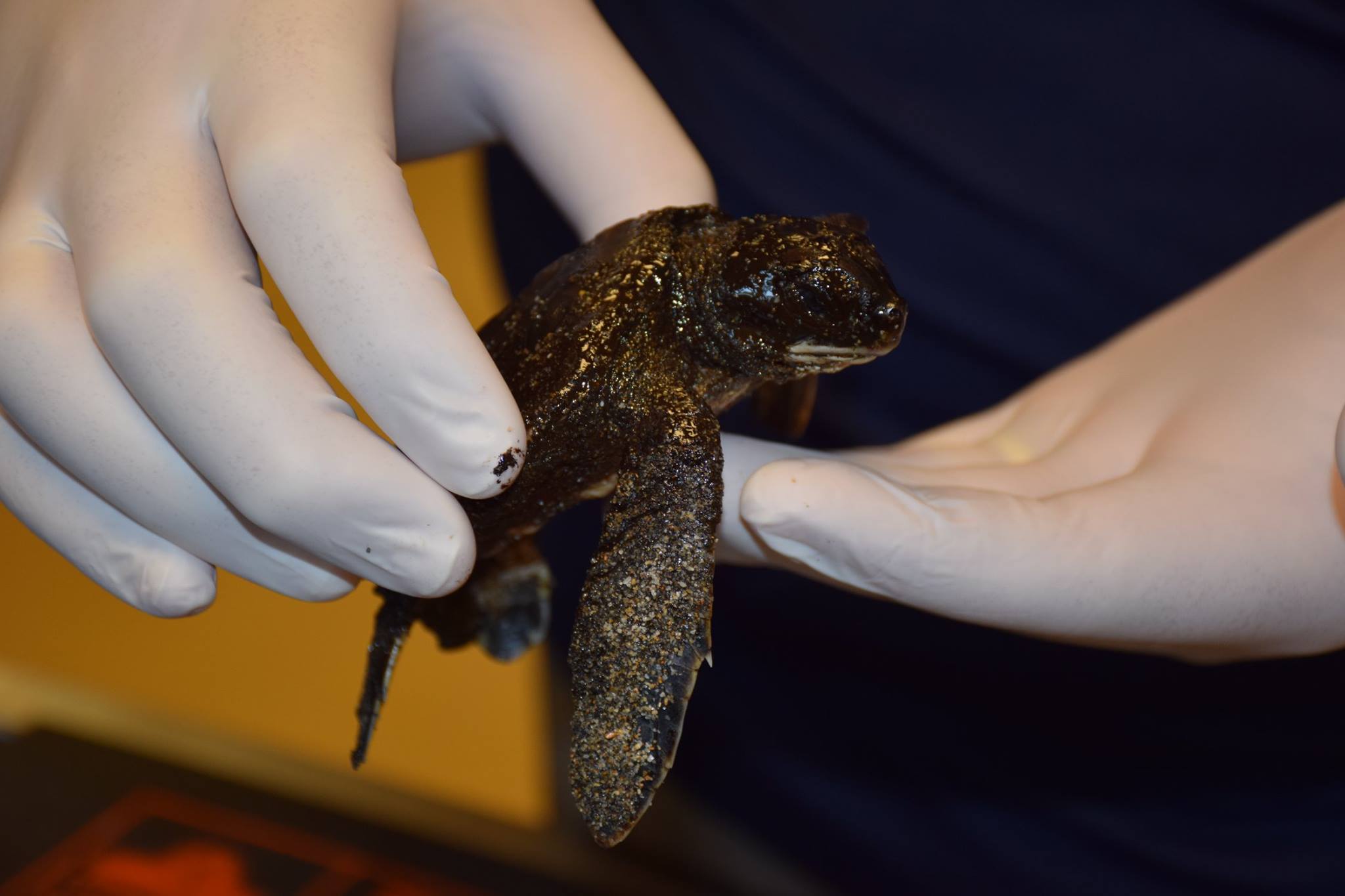 Poor baby sea turtle was covered in... - Save Our Sea Turtles