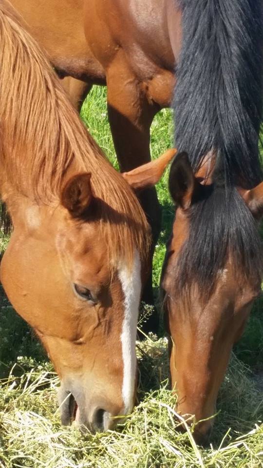 Update on Apache Joe... - Second Chance Ranch - Washington | Facebook