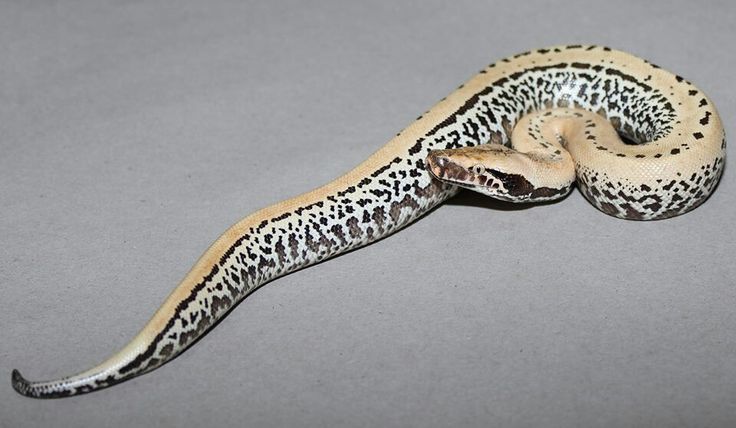 Blood Pythons and Short Tail Fanatics | Facebook
