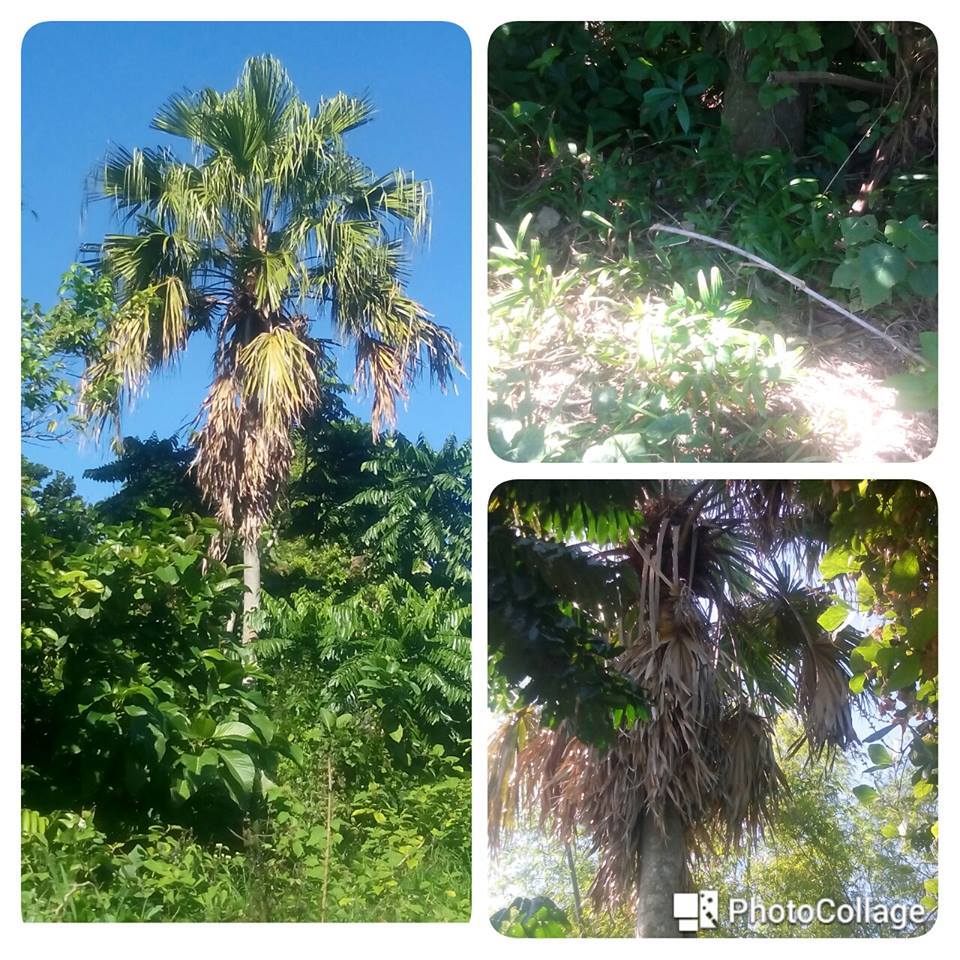 Haribon Foundation - Today's tagged native plant: Anahaw (Saribus ...