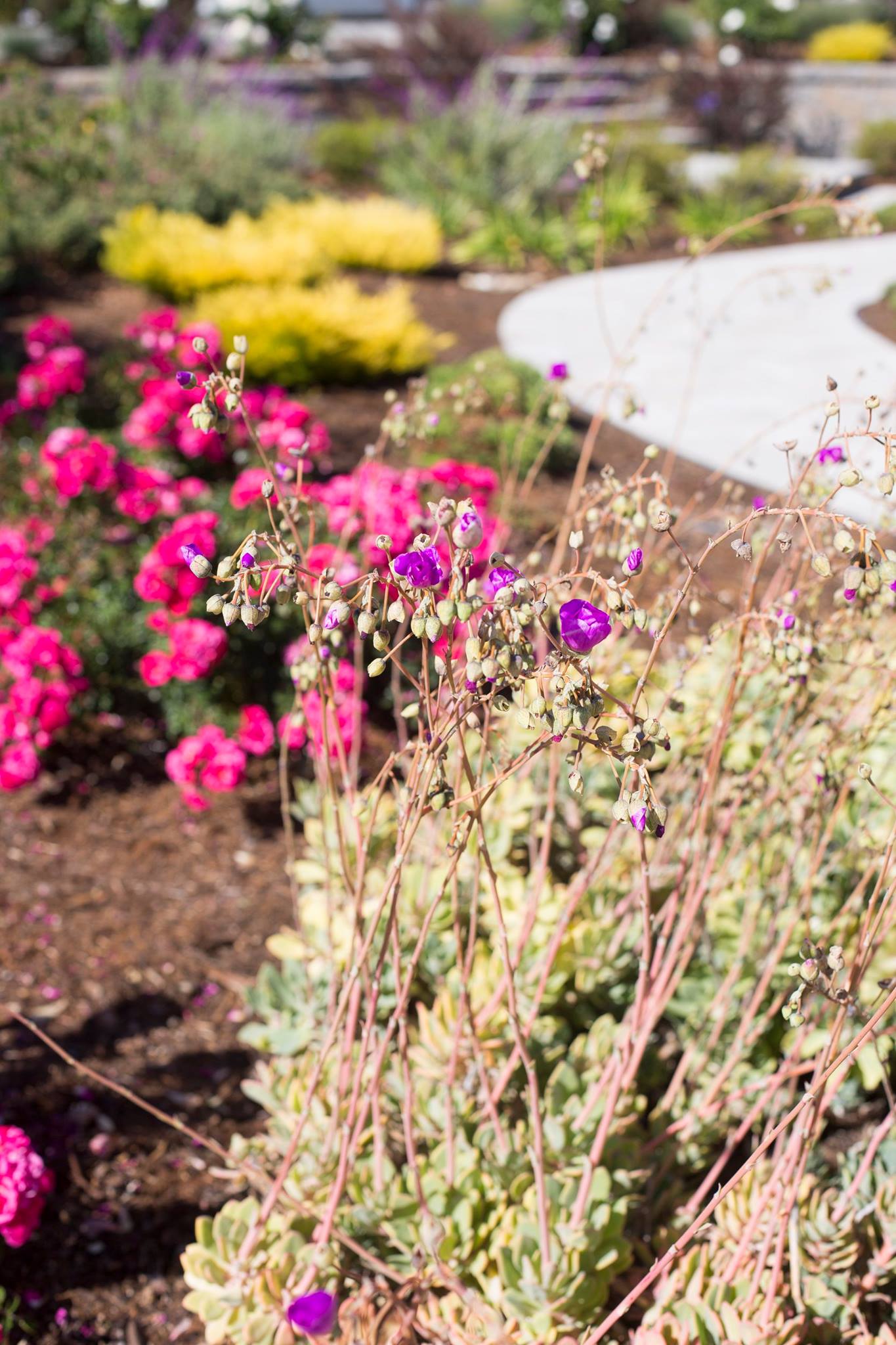 Addison Landscape & Maintenance, Inc. | Arroyo Grande CA