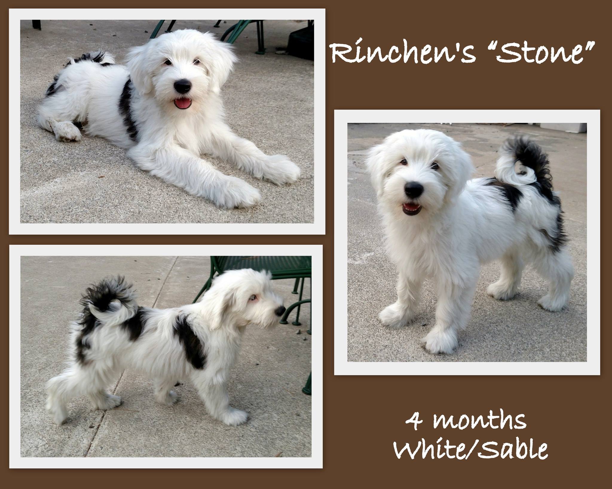 RinChen Tibetan Terriers