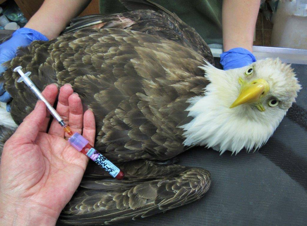 We admitted an adult Bald... - Raptor Education Group, Inc.