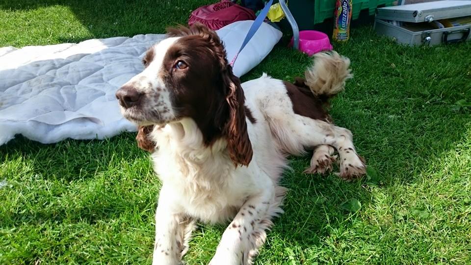 Northern... - Northern English Springer Spaniel Rescue