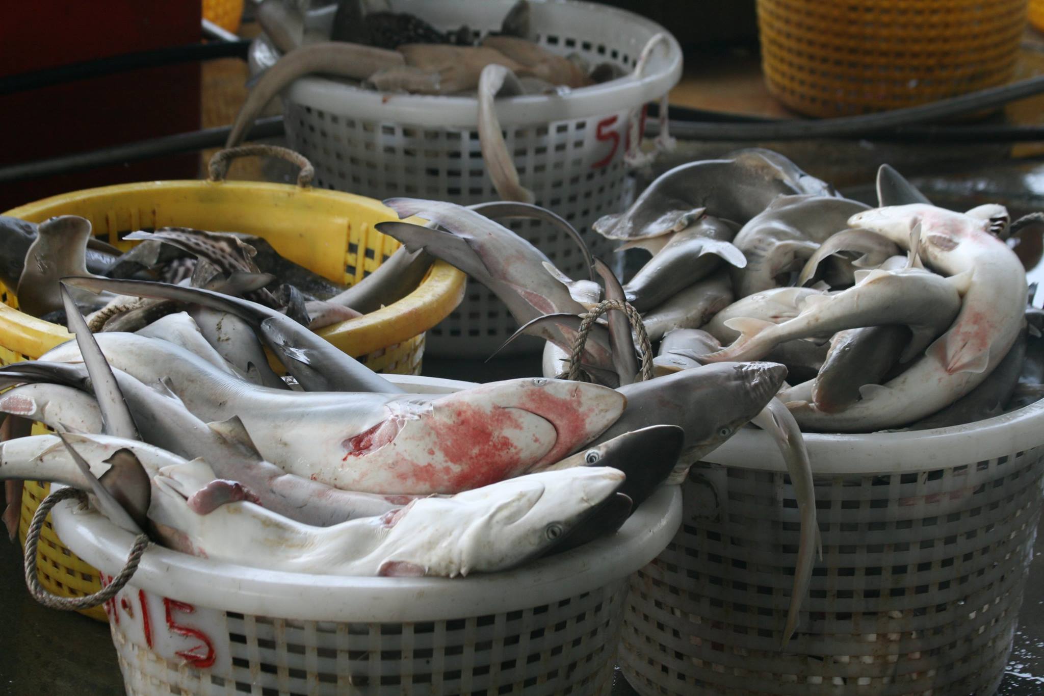 The bounty of the oceans was on... - Terra Incognita ECOTOURS