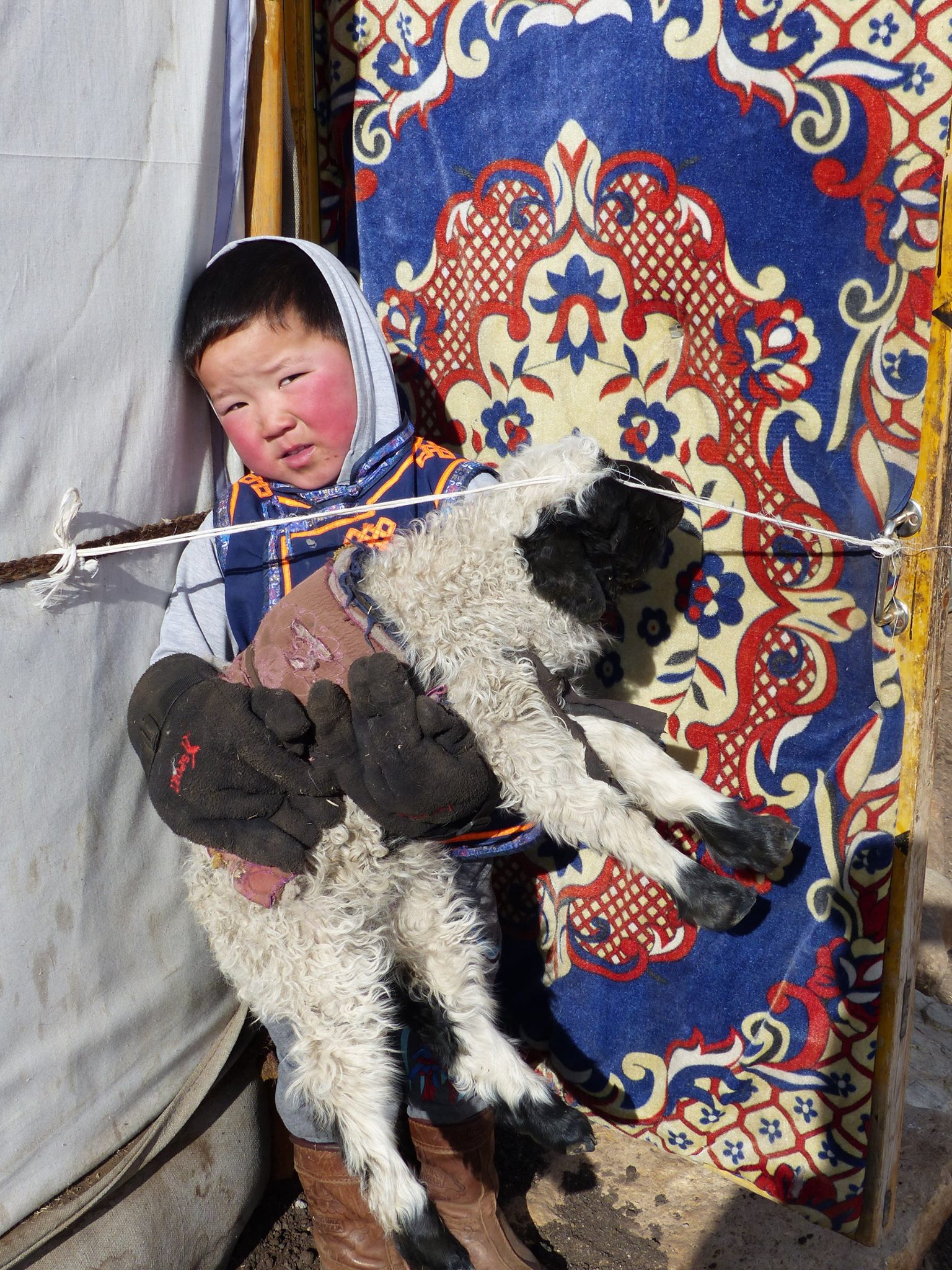 Asian Development Bank - A young herder boy holds a lamb in Mongolia's ...