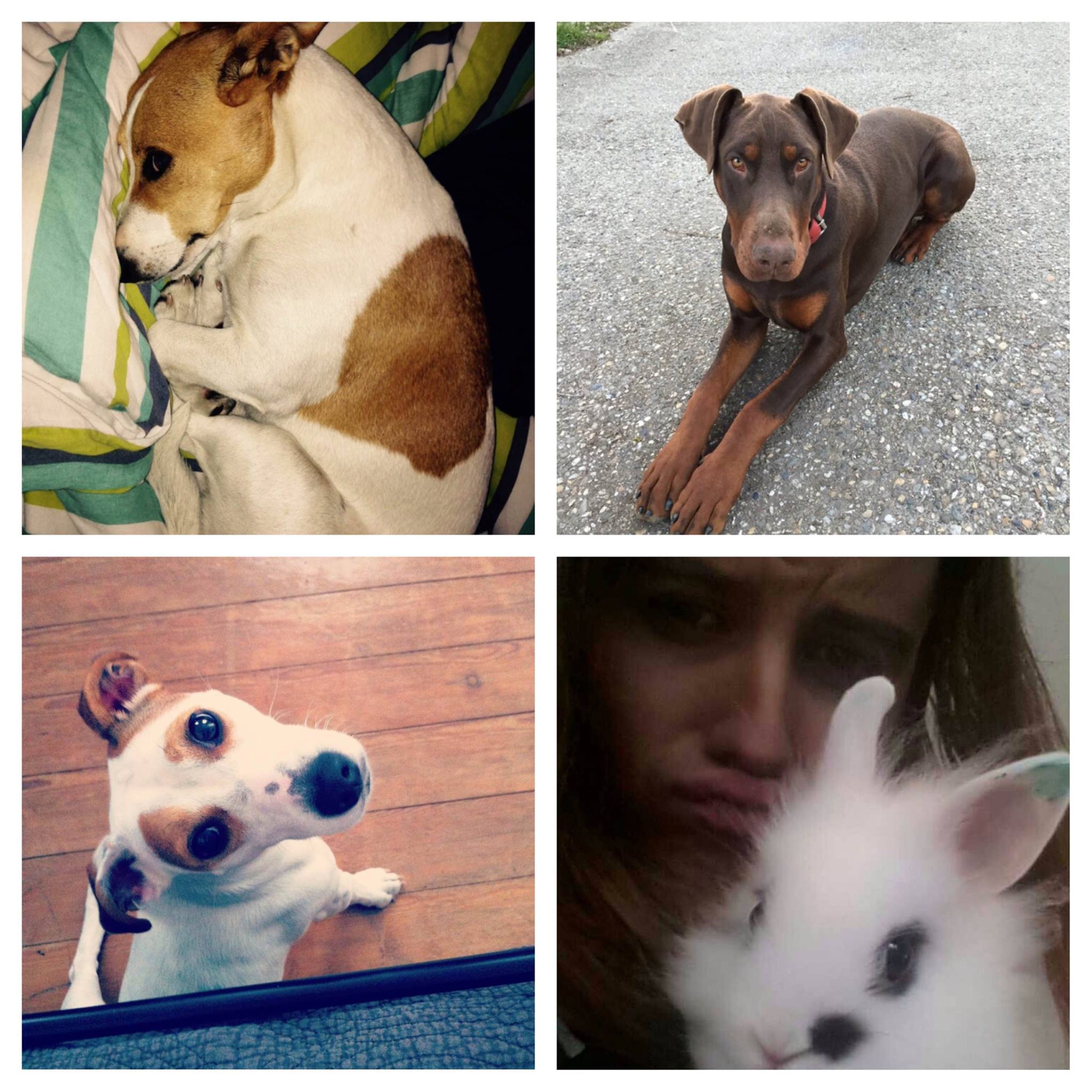 Comment S appelle Le Chien De La Photo Pix