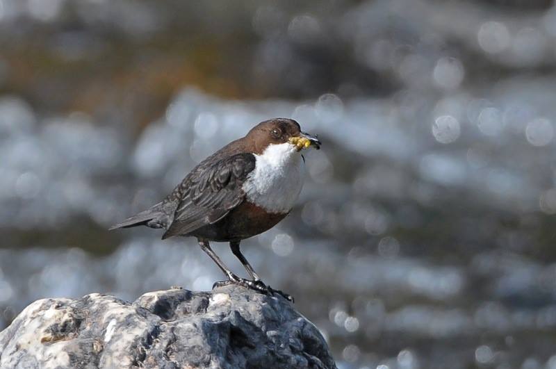 BirdWatch - (NH) Here's Colum Clarke's reveal photo for yesterday's ...