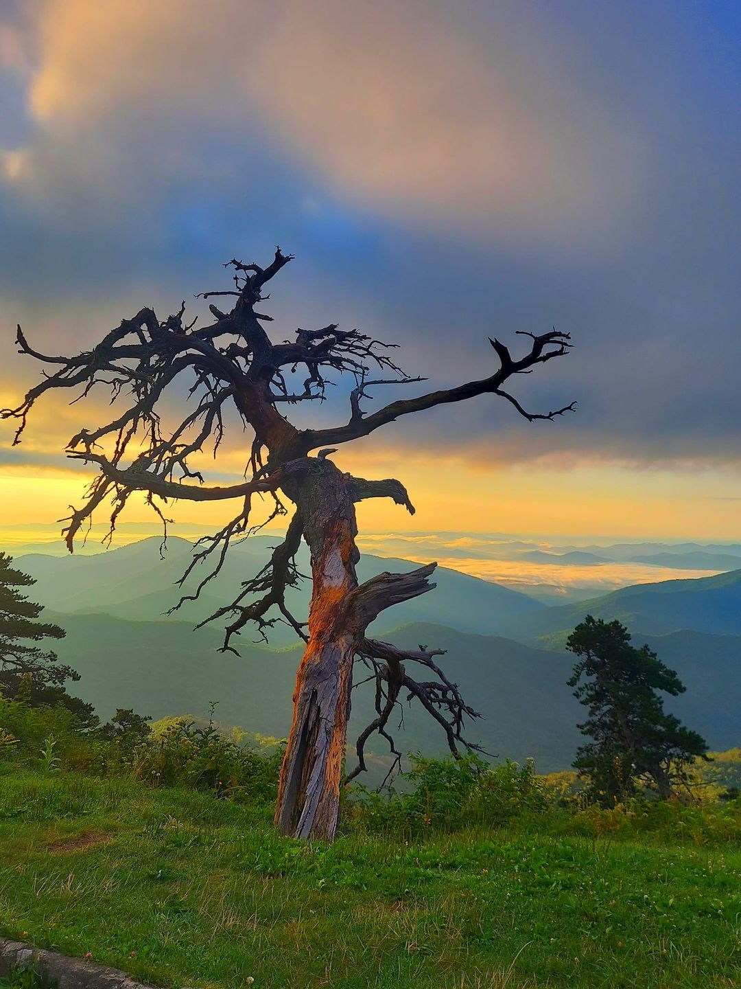 The iconic tree known... - Blue Ridge Mountains Travel Guide