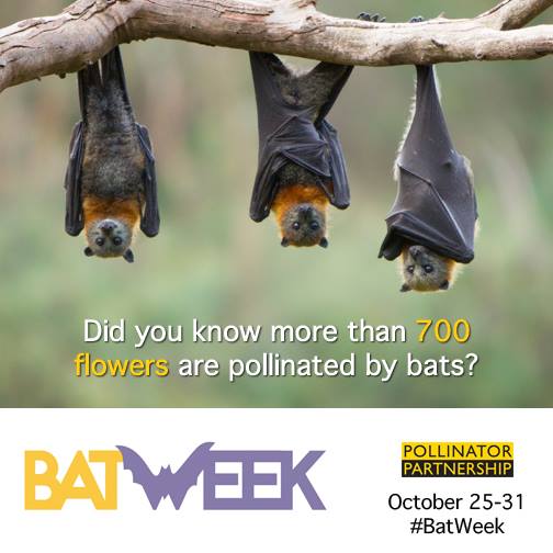 The Pollinator Partnership - Happy Bat Week! Bats make great ...
