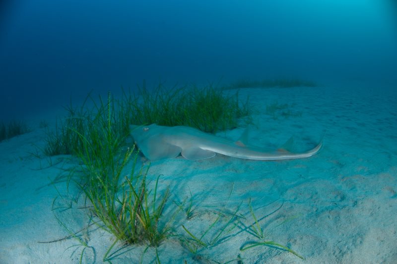 Oceana Europe - Buena noticia para los #tiburones: el Listado de ...