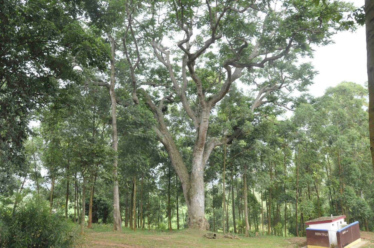 Daily Monitor - The Muwafu tree at the Munyonyo Martyrs... | Facebook
