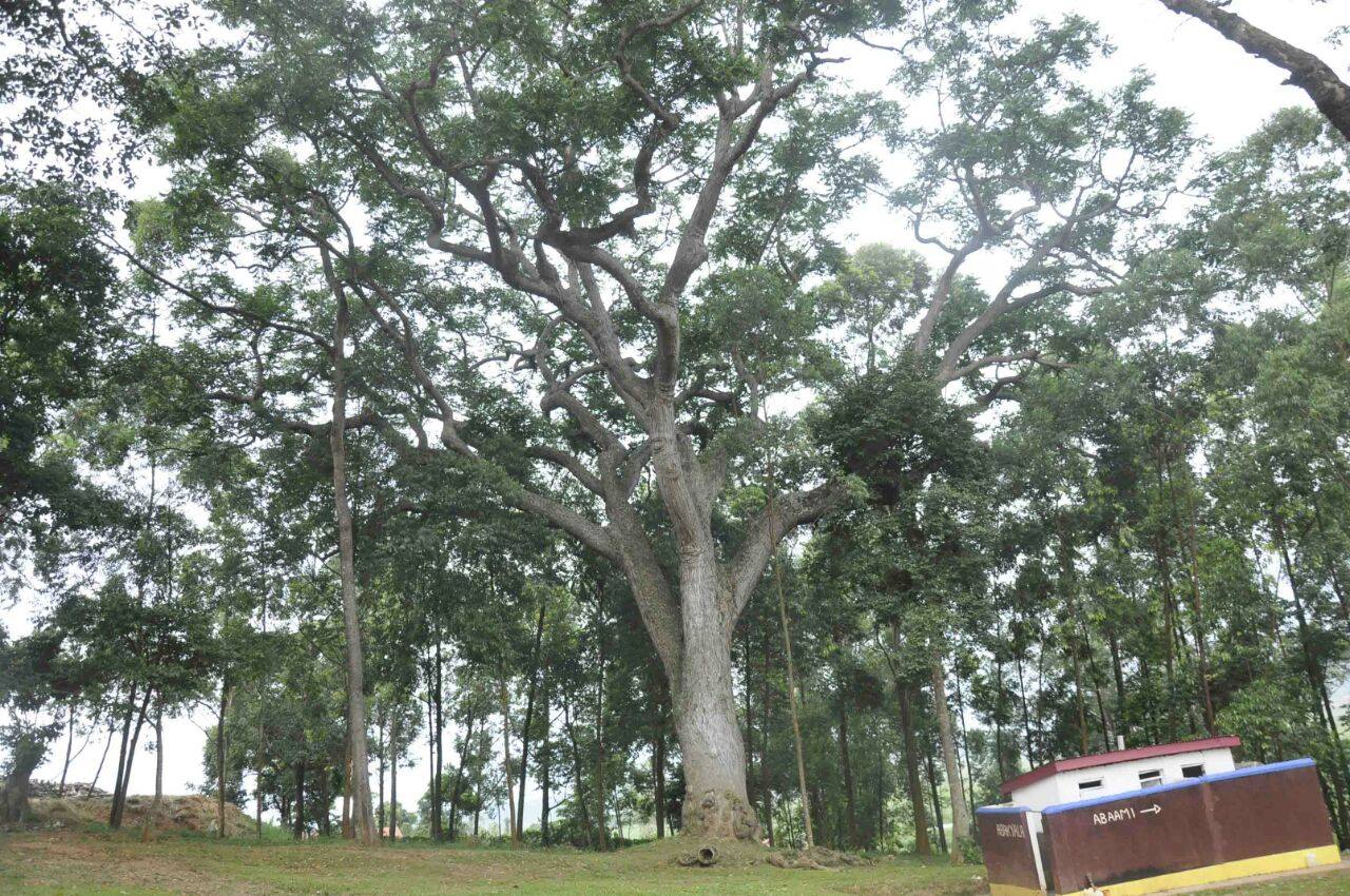 Daily Monitor - The Muwafu tree at the Munyonyo Martyrs... | Facebook