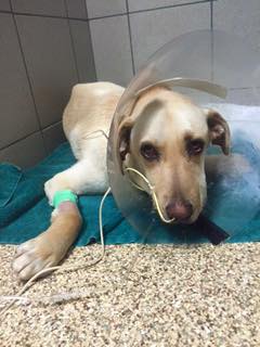 $5 Friday - we need your help!... - Atlanta Lab Rescue | Facebook