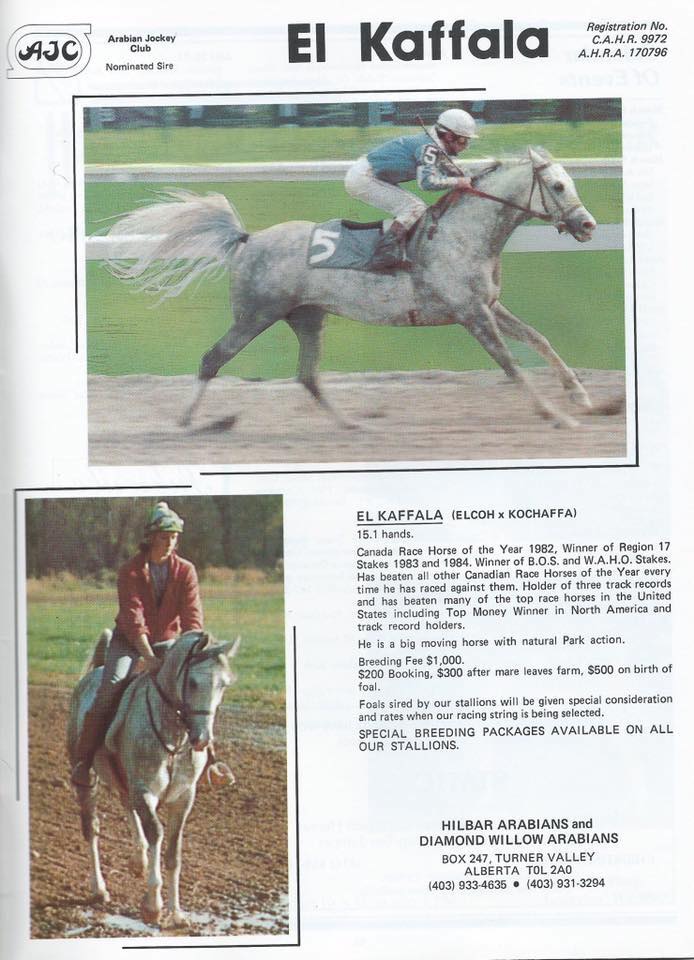 Karzella Abu X Abu Alla, owned by Bing Carswell of Melfort Sask