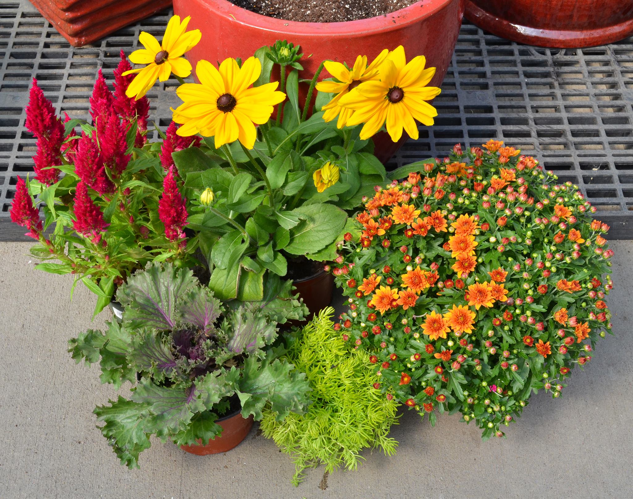 Gertens - The perfect recipe for fall containers!...