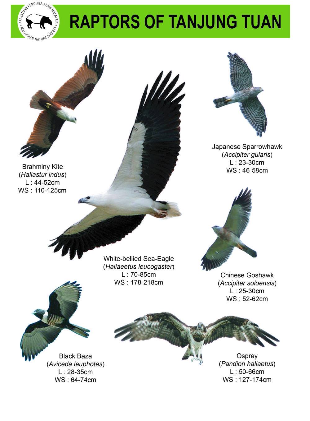 Good Morning! Raptor Watch 2017... - Malaysian Nature Society