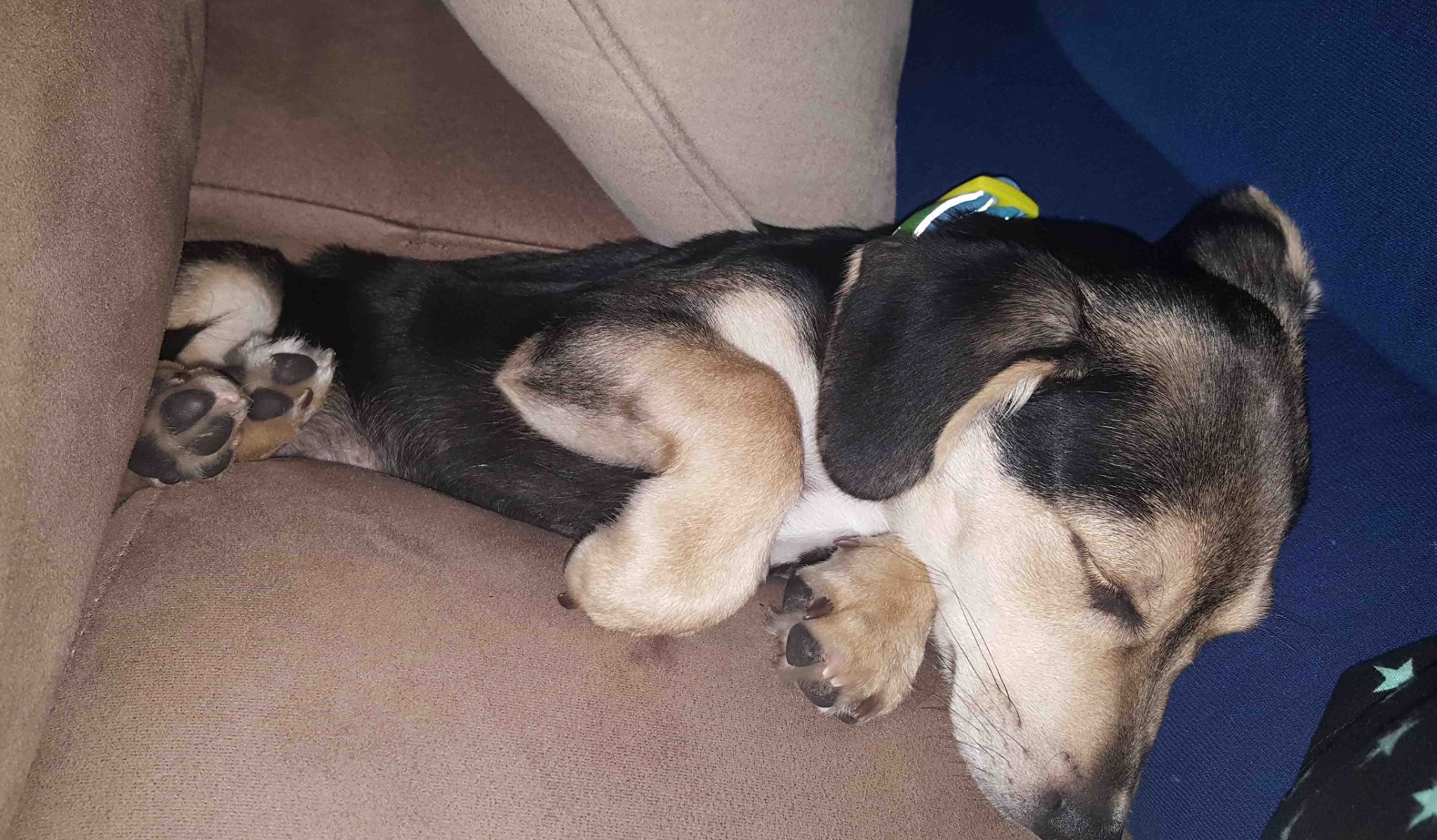 Update from Creed's mom!... - Fayette County Animal Rescue