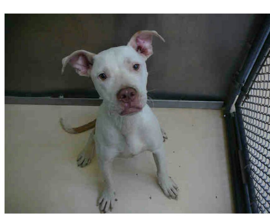 Adopt English bulldog Toodles from Philadelphia animal shelter