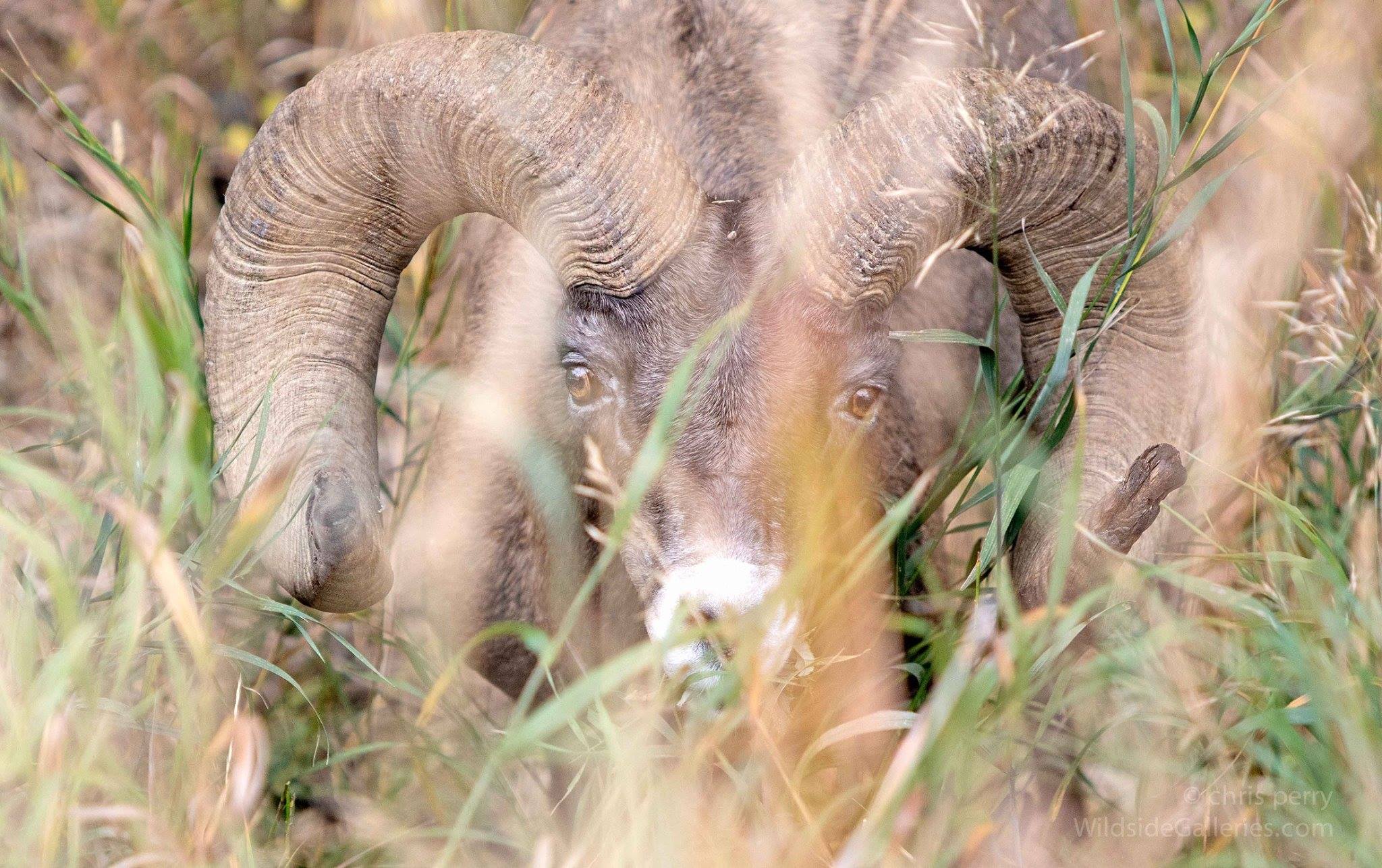 Chris - The grasslands often give animals enough cover not to be ...