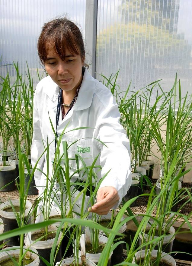 IRRI - Genetically engineered rice with high levels of iron and zinc is ...