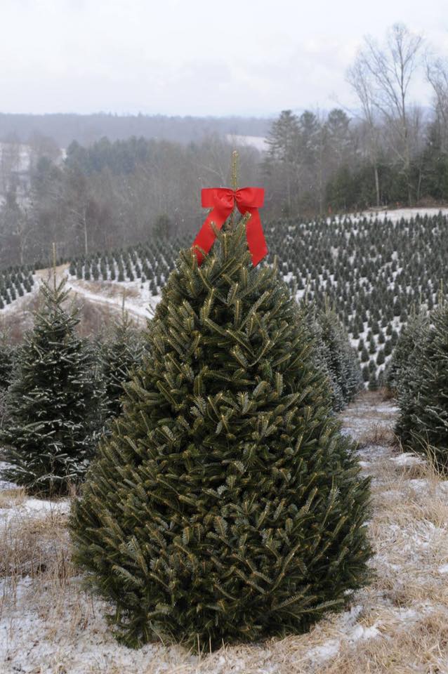 Elk Mountain Christmas Tree Farm | Newland NC