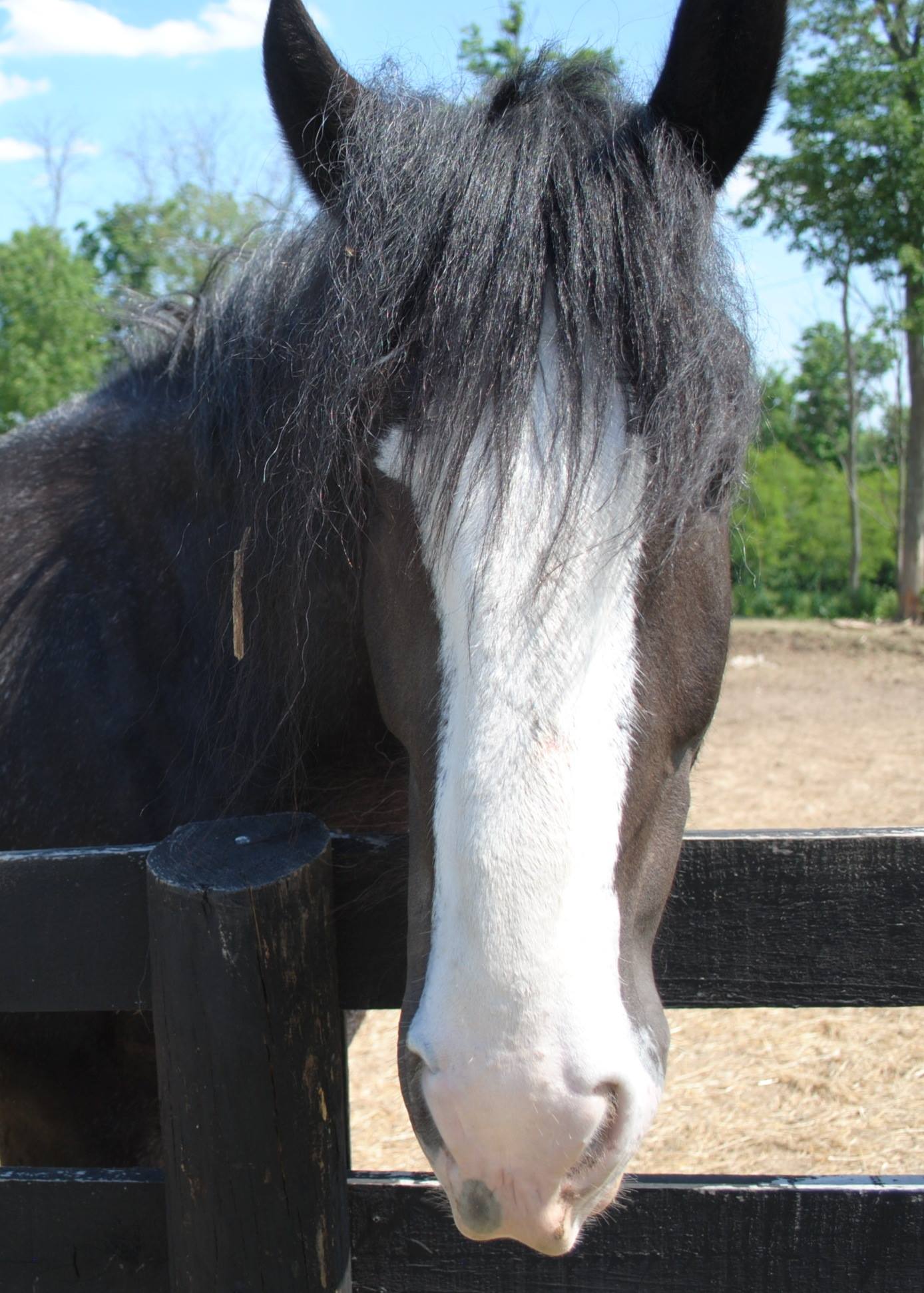 YMCA Camp Ernst - Meet the horses of Rockin E Ranch: The... | Facebook