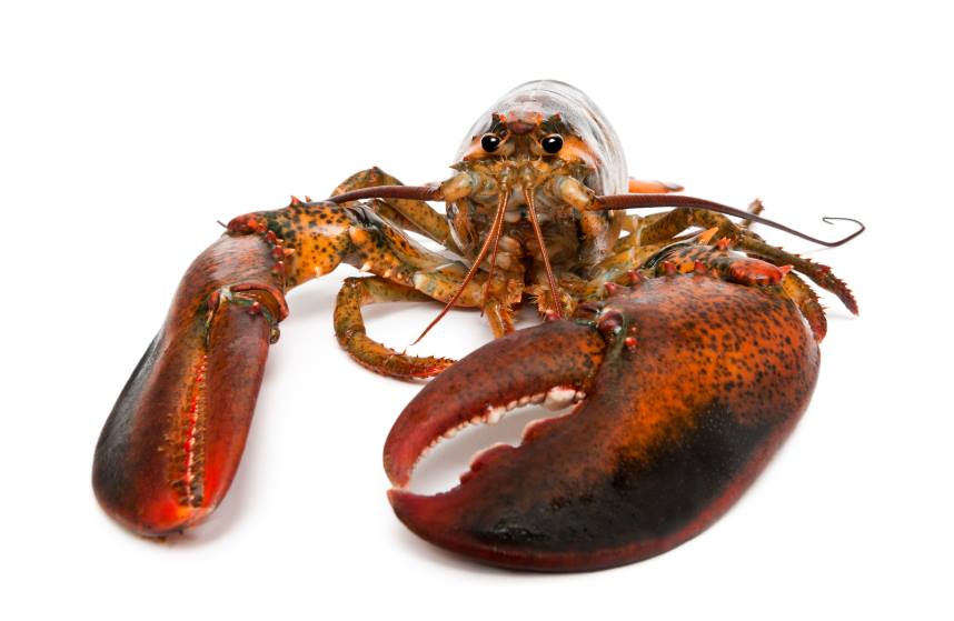 United Shellfish Front