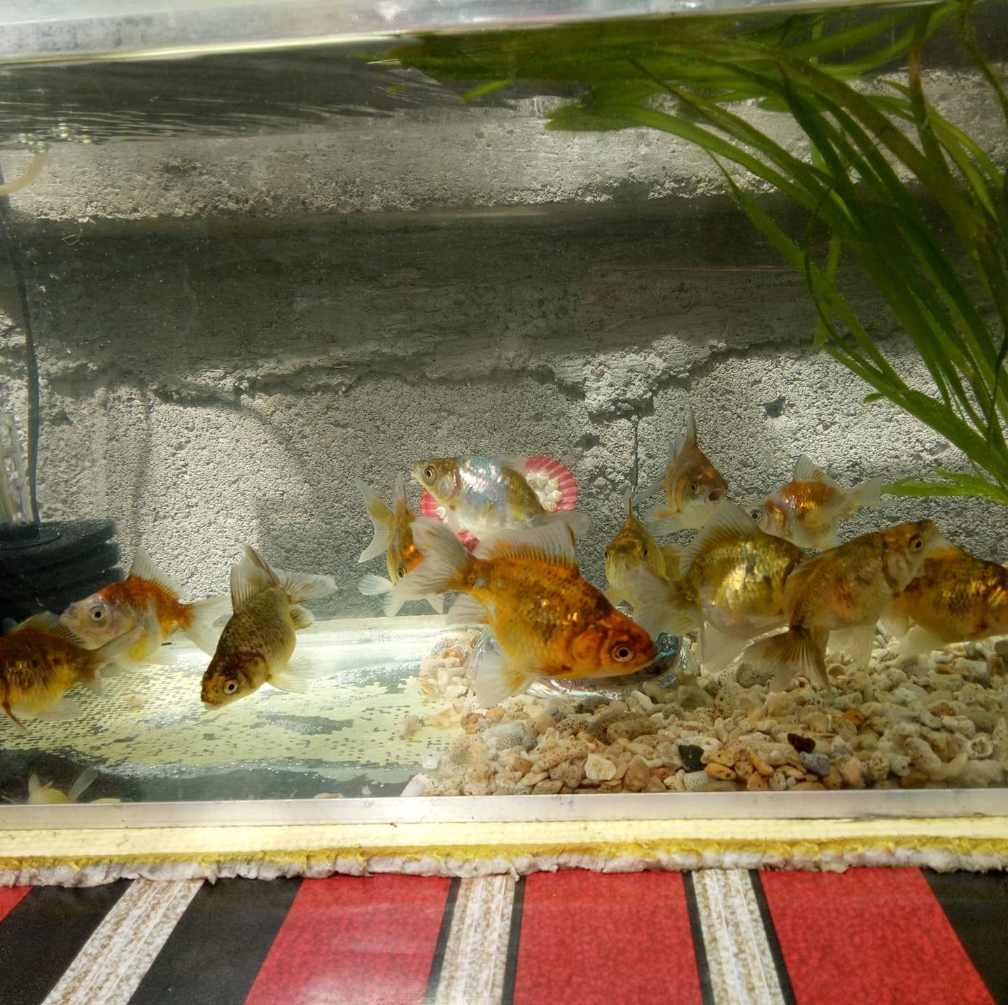 Fish Tab.ang