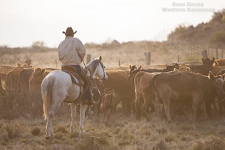 Western - A seasoned cowboy and his horse gather cattle on Spade ...