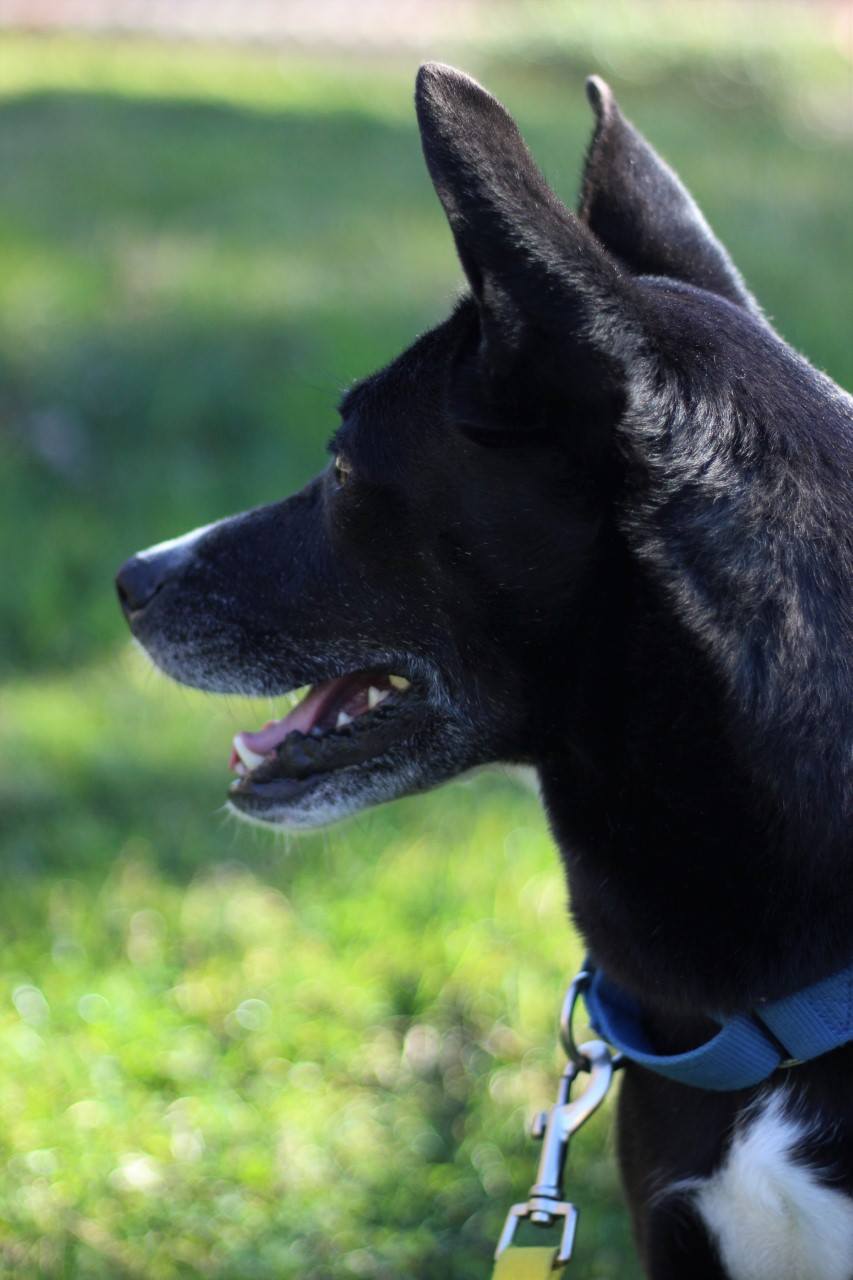 Weather S Good And Sally S Looking For A Humane Society Silicon Valley Facebook Большая скидка на silicon mix products: humane society silicon valley