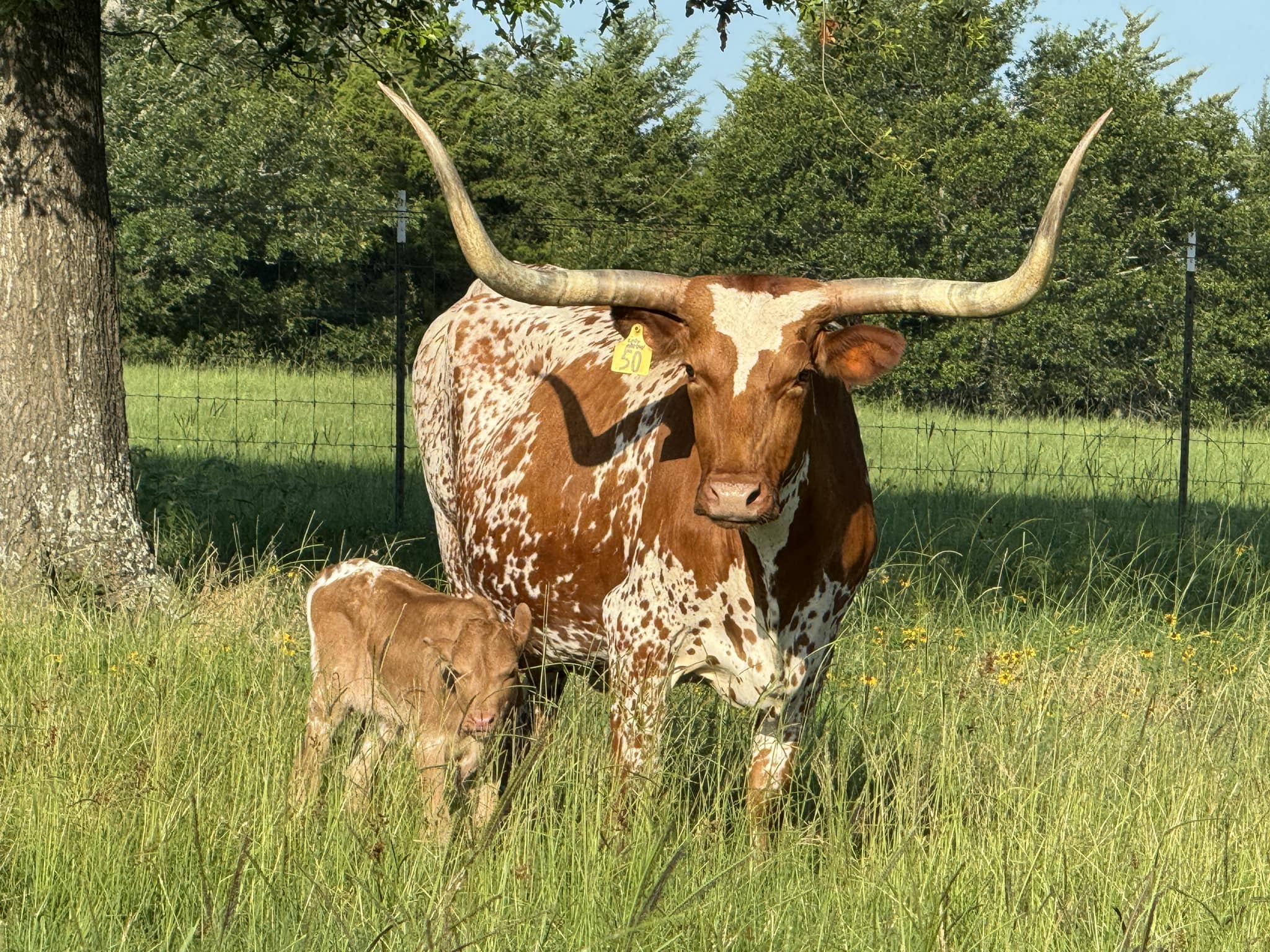 Comanche Rose Ranch | Groesbeck TX