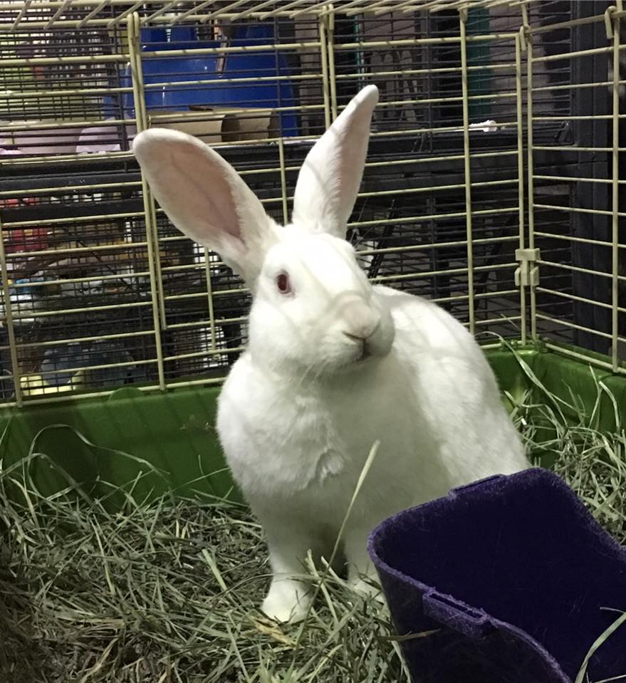 This Just In!! Find your true... - Nebraska Humane Society