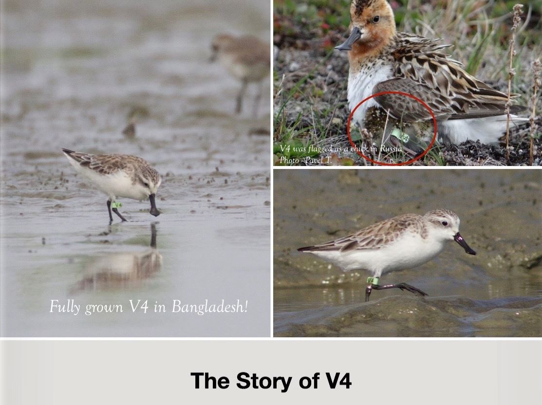 The Story of V4! - Spoon-billed Sandpiper Task Force | Facebook