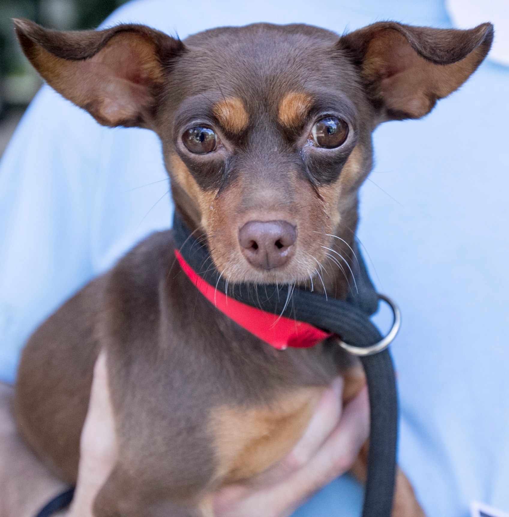 Animal - Yoda is nice girl who came to us as a stray on July 2nd. She ...